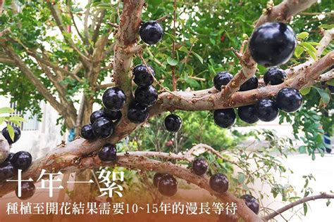 樹葡萄加工|嘉寶果《樹葡萄》最適合釀酒釀醋的營養珍寶（內有教。